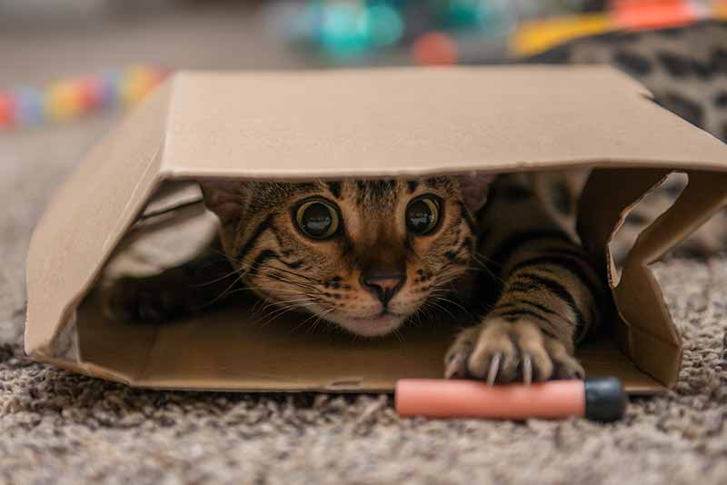Weird Cat Behaviors: What's Normal and What's Not