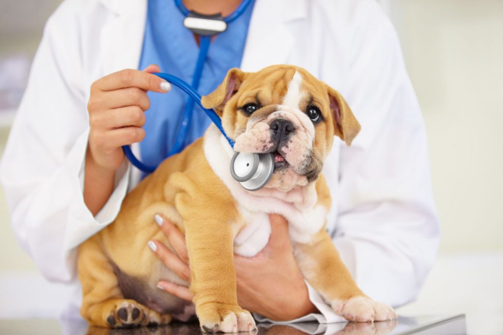 A dog chews on a stethoscope.
