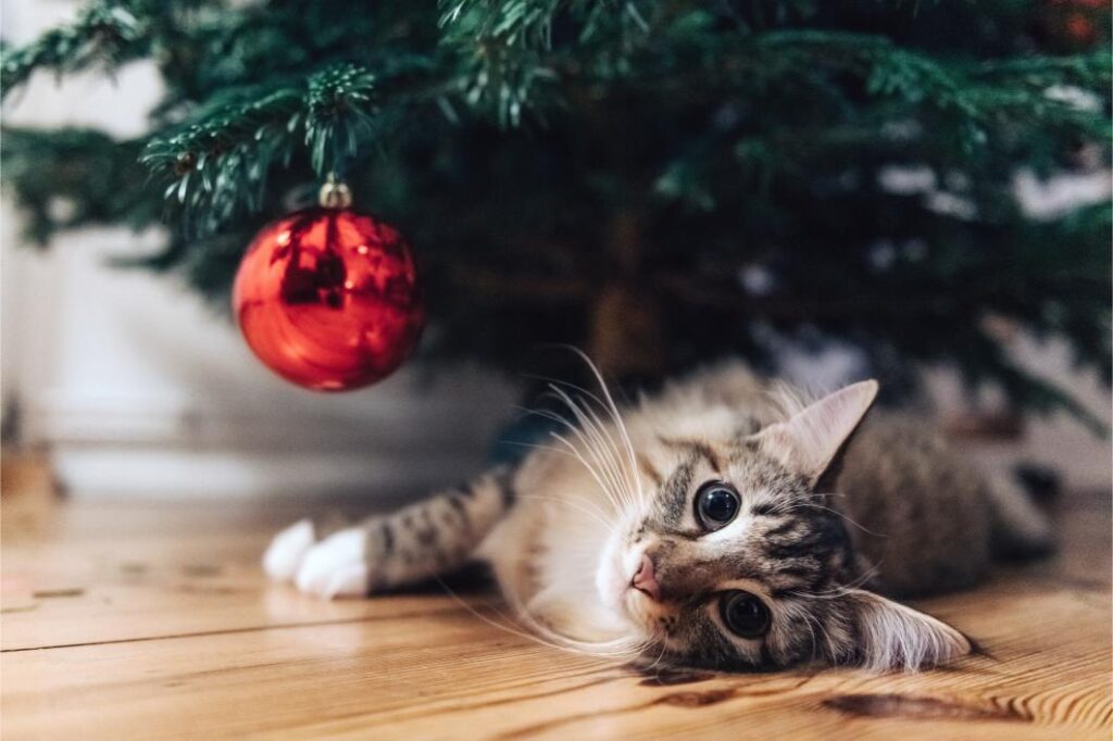cat lying under Christmas tree.