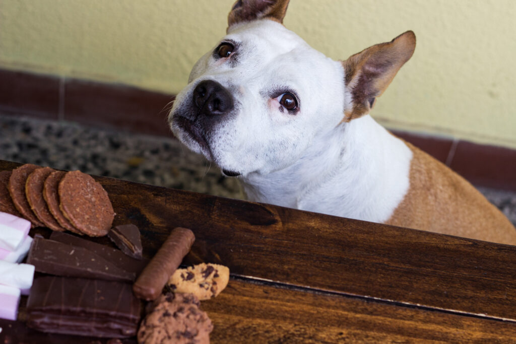 A dog looking longingly at chocolate.