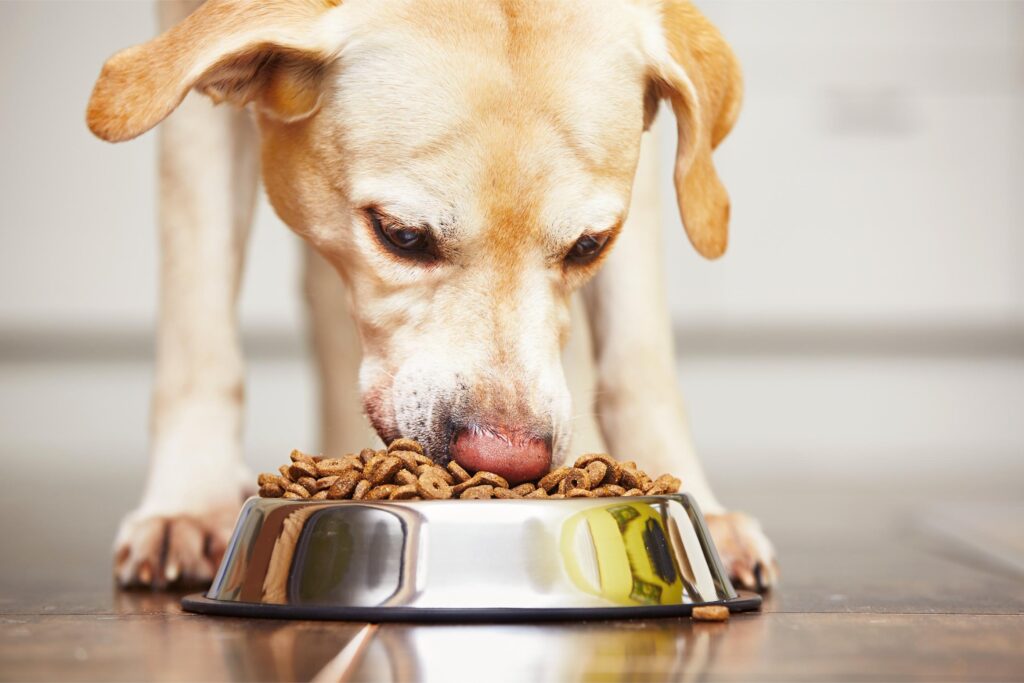hungry dog eating. 