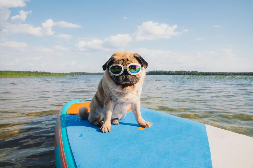pug on a paddleboard.