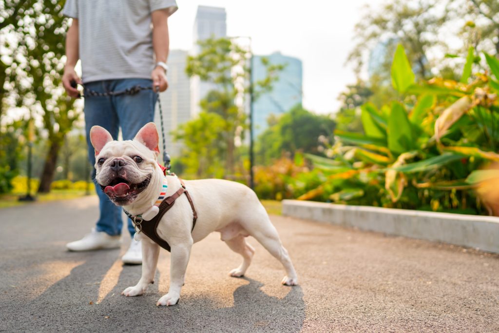 A man walking his French bulldog.