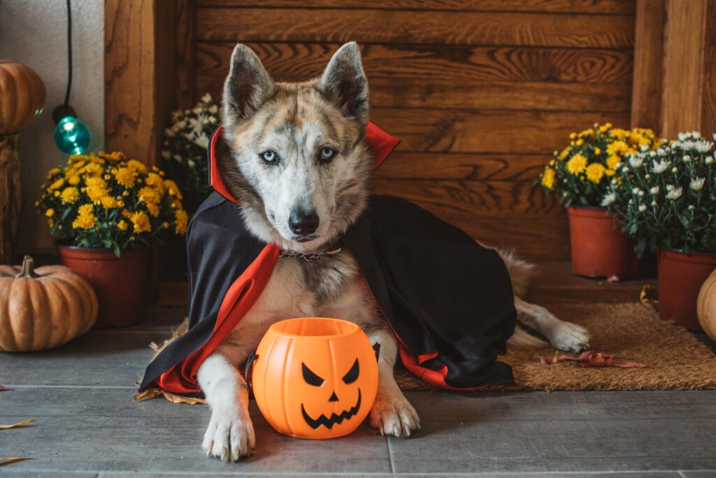 dog dressed for halloween.