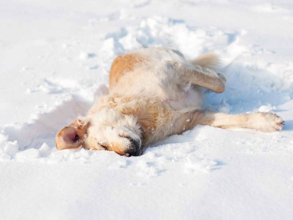 pup playing in snow. 