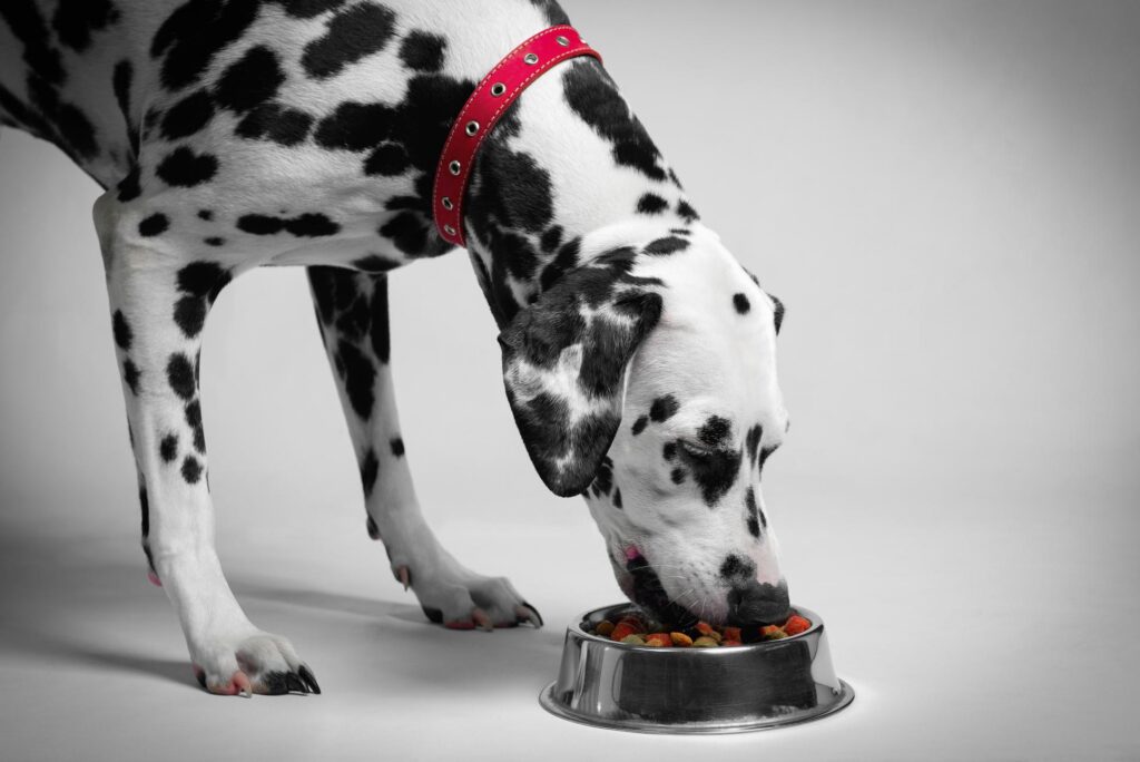 Dalmation eating food.