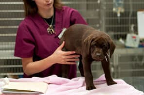 Puppy being examined
